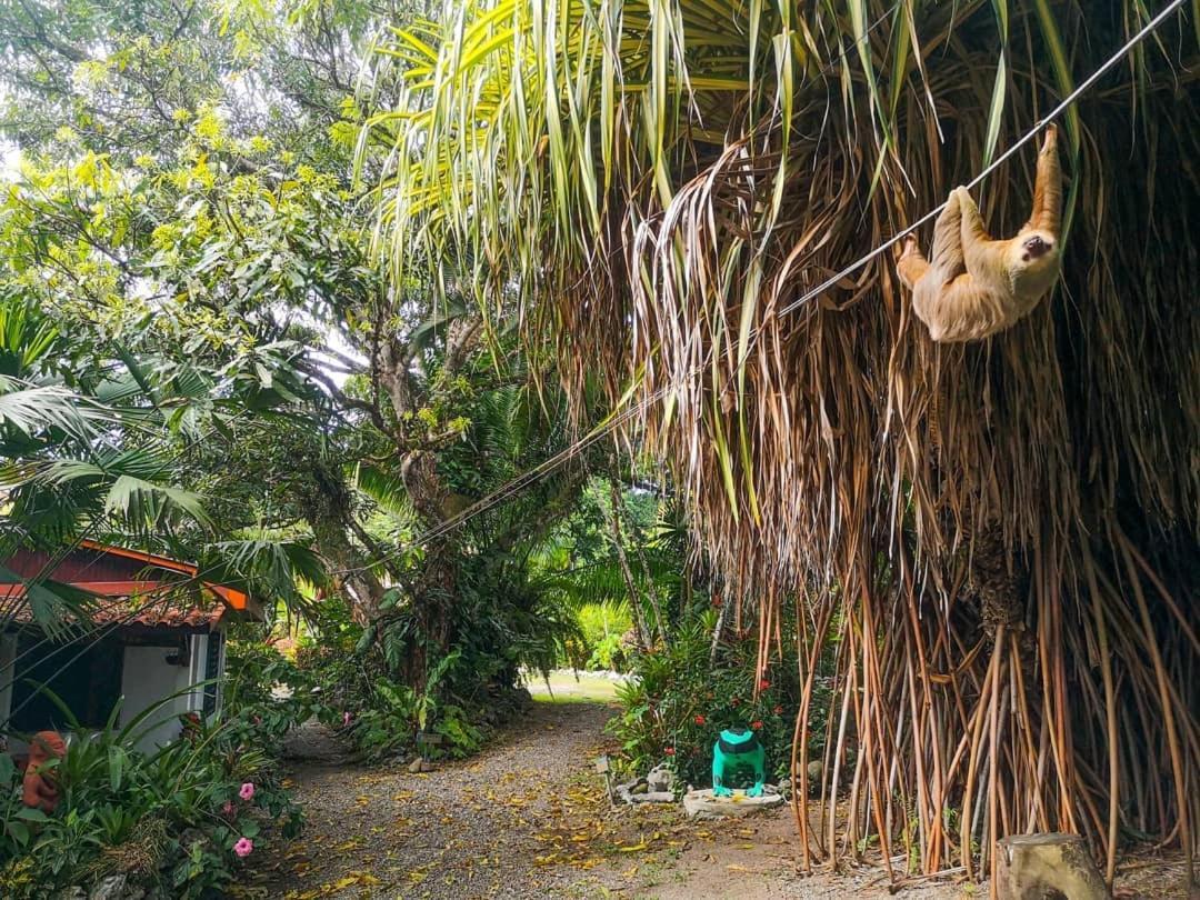 Cabinas Tito Cahuita Eksteriør billede
